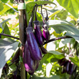 Purple Eggplant Plant in 4" Pot, 4-7" Tall Eggplant Vegetable Plants, Well Rooted, Eggplants Seedling for Home Garden Growing
