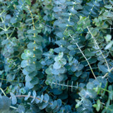 Eucalyptus Plant, Starter Eucalyptus Plant Live in 2.5" Pot, Cold Hardy, Fragrant Foliage, Ready to Grow Indoor Outdoor (Baby Blue)