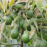 Avocado HASS Tree Live Plant Seedling Size 5-10 Inches in Tall, Cold Hardy Avocados Plant Tropical, Smooth Avocado