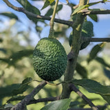 HASS Avocado Plant Live, Well Rooted Fruit Tree, 8-10 Inches Tall, Live Avocado Plant for Garden