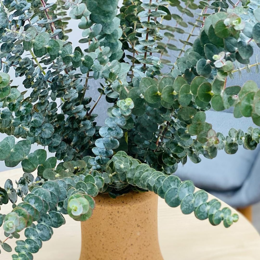 Eucalyptus Plant Live Tree in 2.5" Pot, Cold Hardy, Very Fragrant Foliage, Colorful, Ready to Grow Outdoor (Baby Blue)