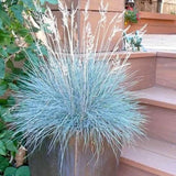 Blue Fescue Grass Live Plant 4–6″ Tall, Hardy Ornamental Grass, Silvery Blue Foliage Grasses for Planting Outdoor, 4'' Potted Plant