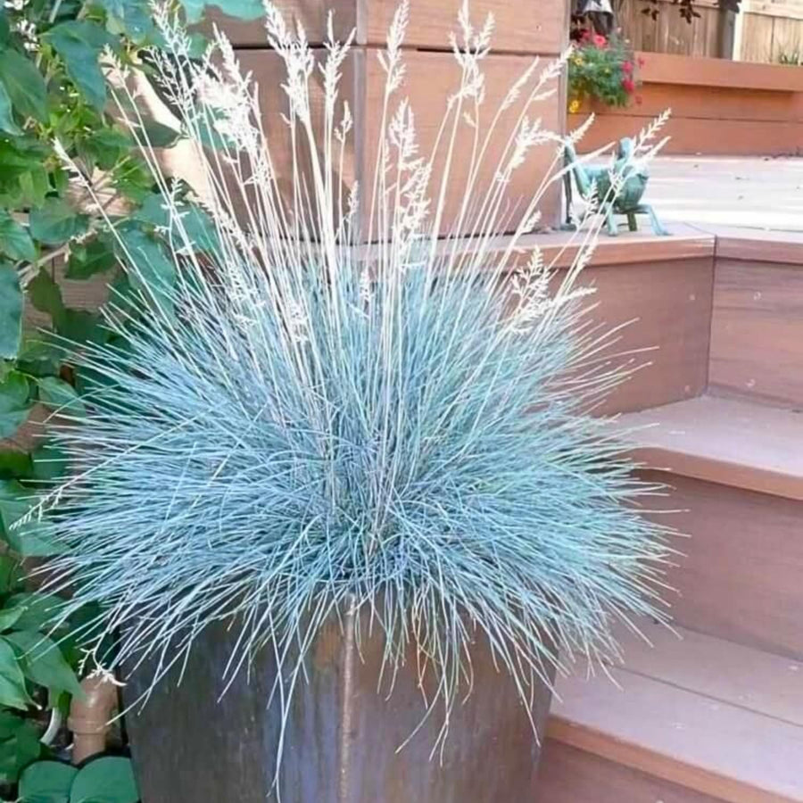 Blue Fescue Grass Live Plant 4–6″ Tall, Hardy Ornamental Grass, Silvery Blue Foliage Grasses for Planting Outdoor, 4'' Potted Plant