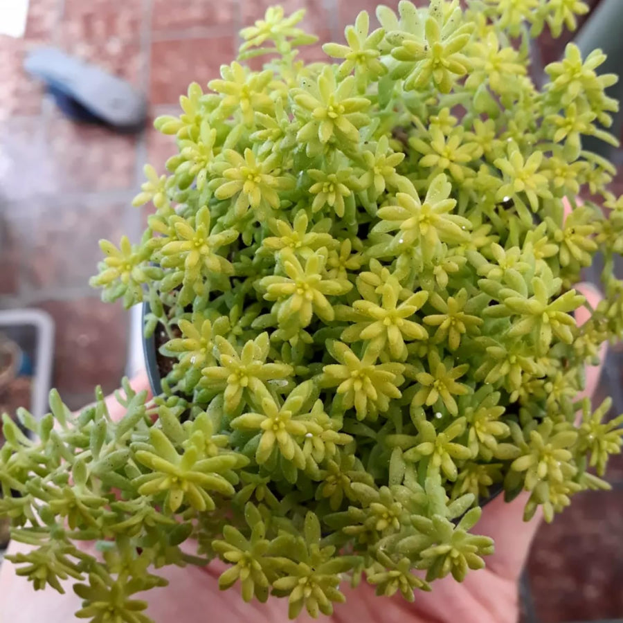 Sedum Succulent Plant Live, Succulent Live Plant, Fully Rooted Succulent Live in 4 Inc Pot, House Plant for Home Office