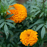 Orange African Marigold Plant 6-10 Inches, 4 Inch Pot, Hardy Marigold Flowers, Live Flowering Garden Plant for Planting