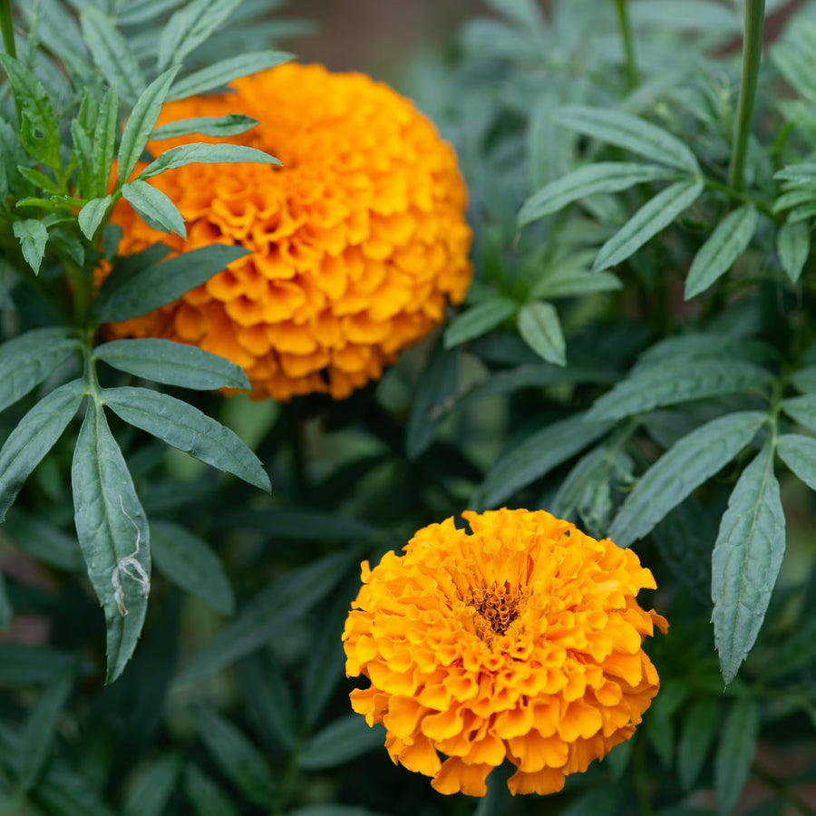 Orange African Marigold Plant 6-10 Inches, 4 Inch Pot, Hardy Marigold Flowers, Live Flowering Garden Plant for Planting