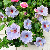 Purple Hibiscus Plant Live, Well-Rooted Hibiscus Flowers, 5-7 Inches Tall, Tropical Flowering for Indoor Outdoor Planting
