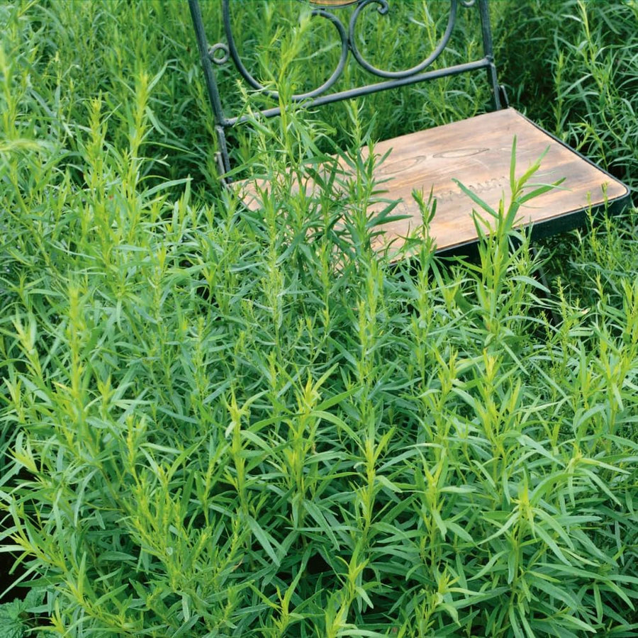 Set 2 Tarragon Plants Live, 4-9 Inch Tall, Tarragon Mint Leaves Well Rooted Plug, Perennial Tarragon Bush Shrub