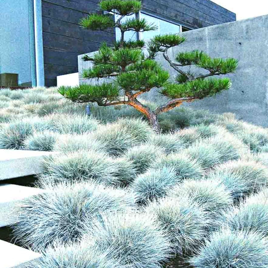 Pack 2 Fescue Perennial Grass Ornamental Live Plants, No Pot, 5-10" in Tall Ornamental Grasses Blue Color, Grasses for Planting