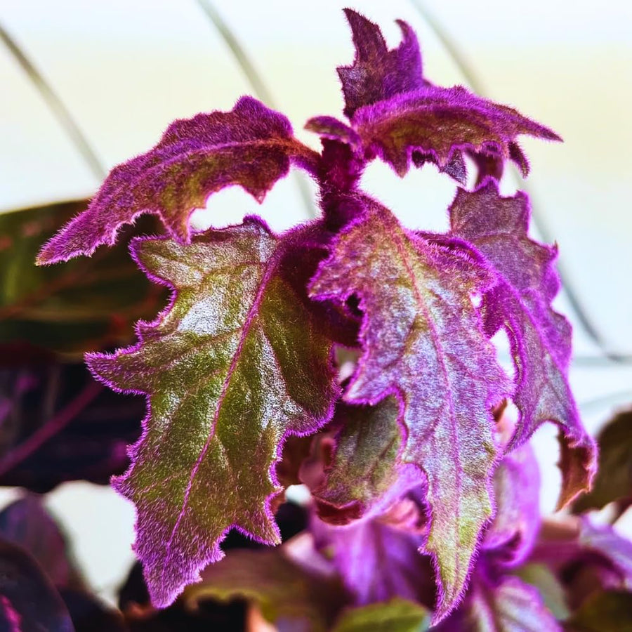 2 Gynura Aurantiaca Purple Passion Plants - Size 4-8 Inch Tall - Velvet Rooted Great for Indoor and Outdoor Gardening - Easy to Care Low Maintenance