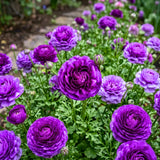 Ranunculus Bulbs, 25 Ranunculus Bulbs, French Peony Style Buttercup Corms, Spring Blooming Garden Flowers, Vibrant Flower Plant (Purple Ranunculus)