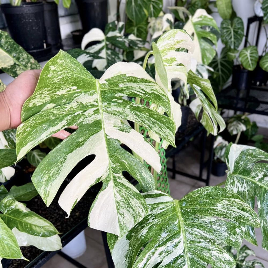 2 Rare Philodendron Live Plants Varieties Collection, Philodendrons Plants Size 5-9 Inc for Indoor Houseplant Décor, Ornamental Tropical Well-Rooted (Random Philodendron Plants)