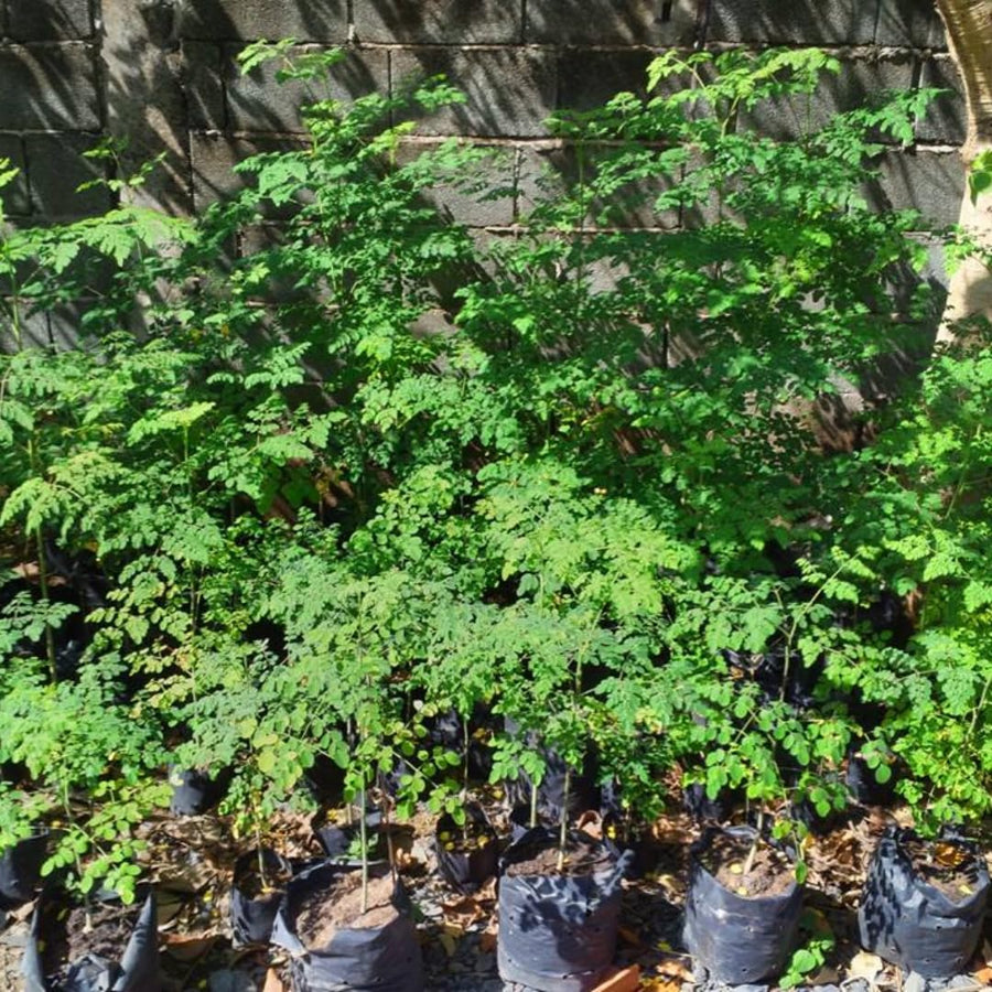 Dwarf Moringa Tree Live Plant in Half Gallon Pot, Well-Rooted Drumstick Malunggay Plant Live, Oleifera Moringa Horseradish Planting Outside, No CA