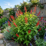 Pineapple Sage Salvia Live Plant in 4 Inch Pot, Bright Red Blooming Salvia Perennial Flower for Outdoor Garden and Containers