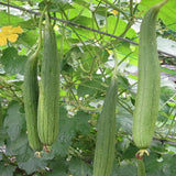 Luffa Plant Live, Loofah Gourd Vine Seedling, 4-8 Inc in 4 Inches Pot, Loofah Plant Live for Garden