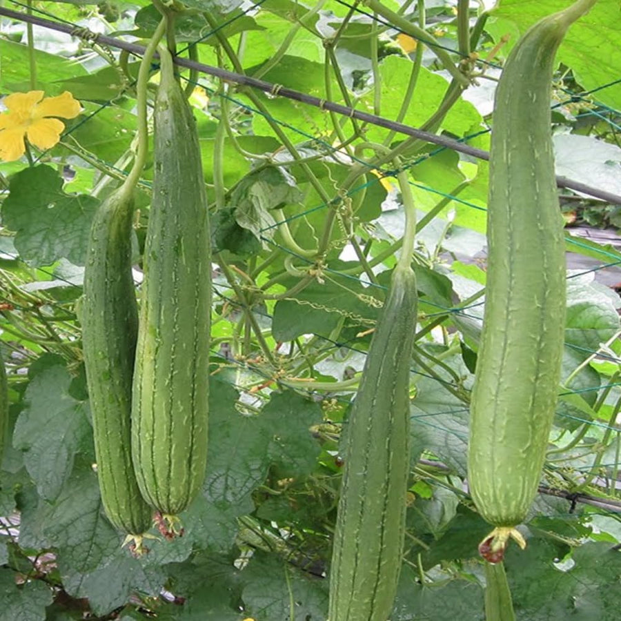 Luffa Plant Live, Loofah Gourd Vine Seedling, 4-8 Inc in 4 Inches Pot, Loofah Plant Live for Garden