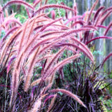 2 Ornamental Grass Plants - Purple Fountain Grasses Live Plants Perennial - 5-9 Inc Tall - Live Grass Seedlings Indoor Outdoor