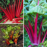 5 Big Rhubarb Roots Crown for Planting Outdoor Indoor, Large Rhubarb Rhizomes, Hardy Perennial Vegetable Gardening