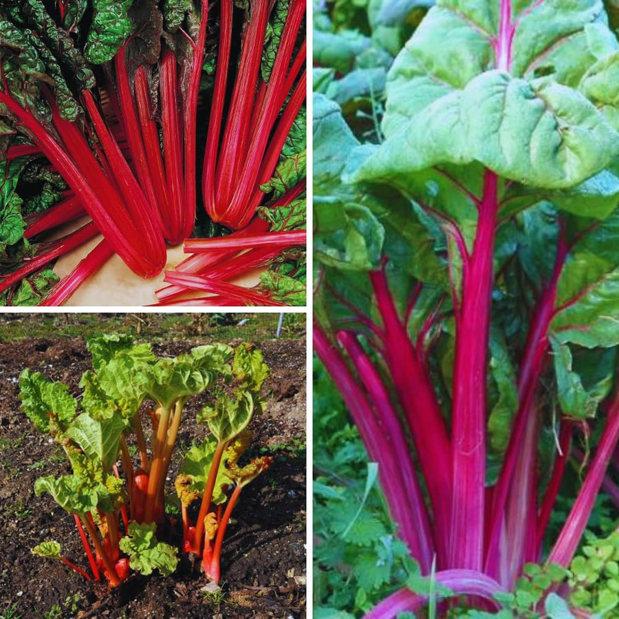 5 Big Rhubarb Roots Crown for Planting Outdoor Indoor, Large Rhubarb Rhizomes, Hardy Perennial Vegetable Gardening