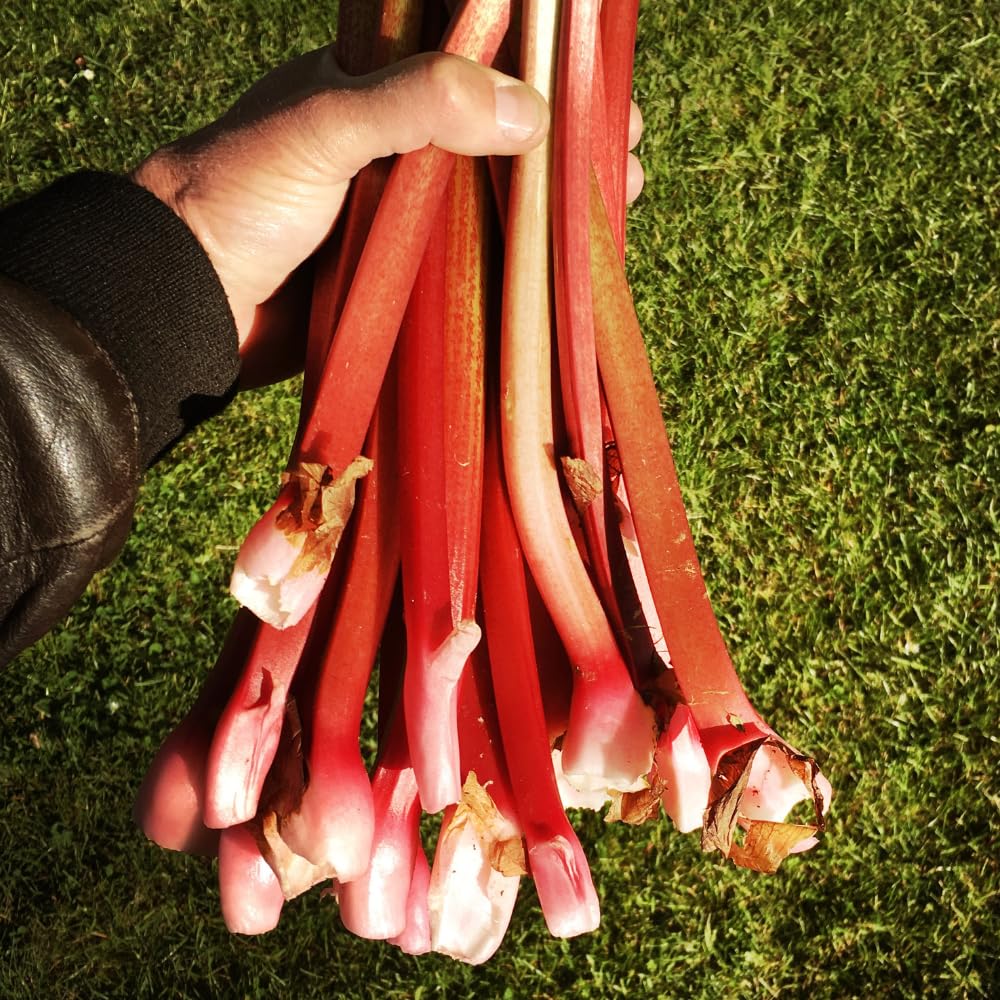 5 Rhubarb Roots for Planting, Bare Root Rhubarb Crowns, Hardy Perennial Vegetable Plants for Outdoor Garden Growing