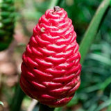 Pack 6 Shampoo Ginger Roots, Awapuhi Ginger Rhizomes, Ornamental Ginger Live Plants