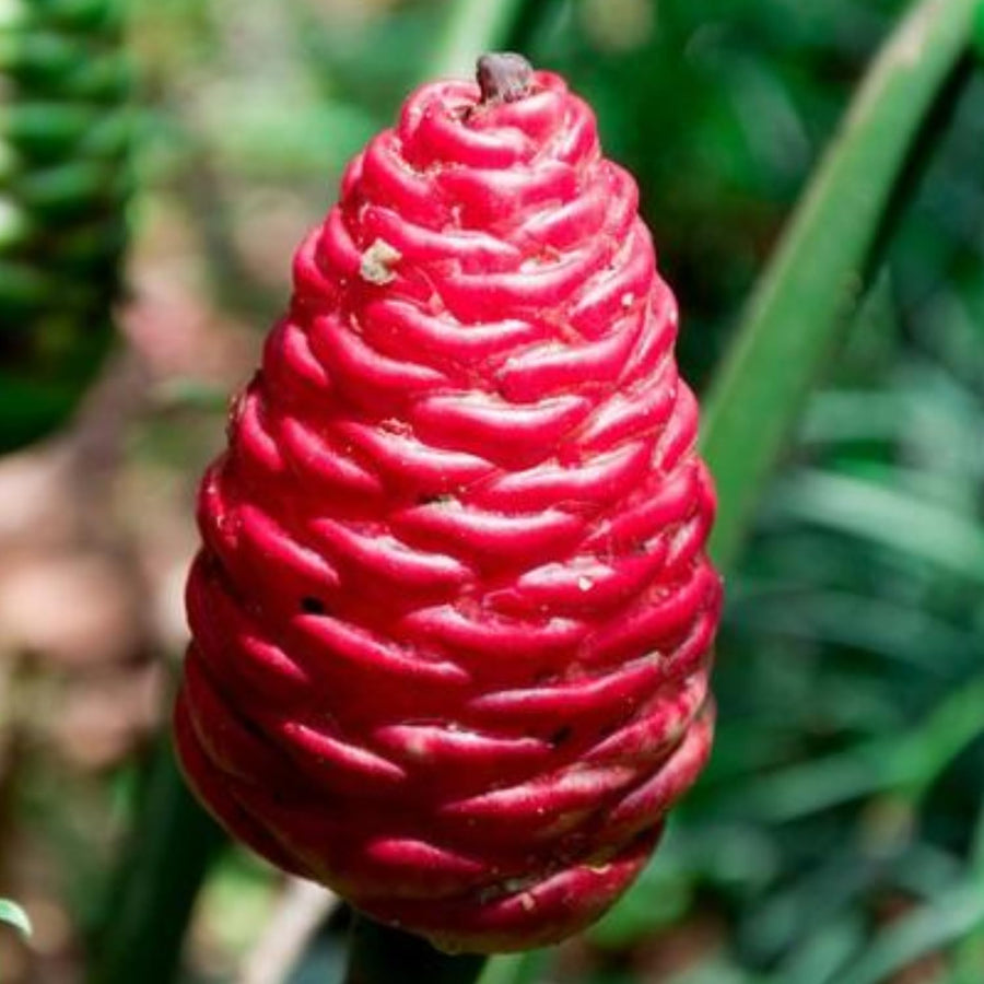 Pack 6 Shampoo Ginger Roots, Awapuhi Ginger Rhizomes, Ornamental Ginger Live Plants
