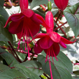 Fuchsia Plant, 3 to 4 Inch Tall Fuchsia Plants Live, Hanging Fuchsias Plants Well Rooted for Planting, Hardy Fuchsias Live Plants, Perennial, Colorful Flowers (Red Flowers)