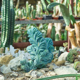 Blue Candle Curly Cactus Live Plant in 4" Pot, Rare Blue Cactus Succulent for Home Decor Outdoor Indoor Growing