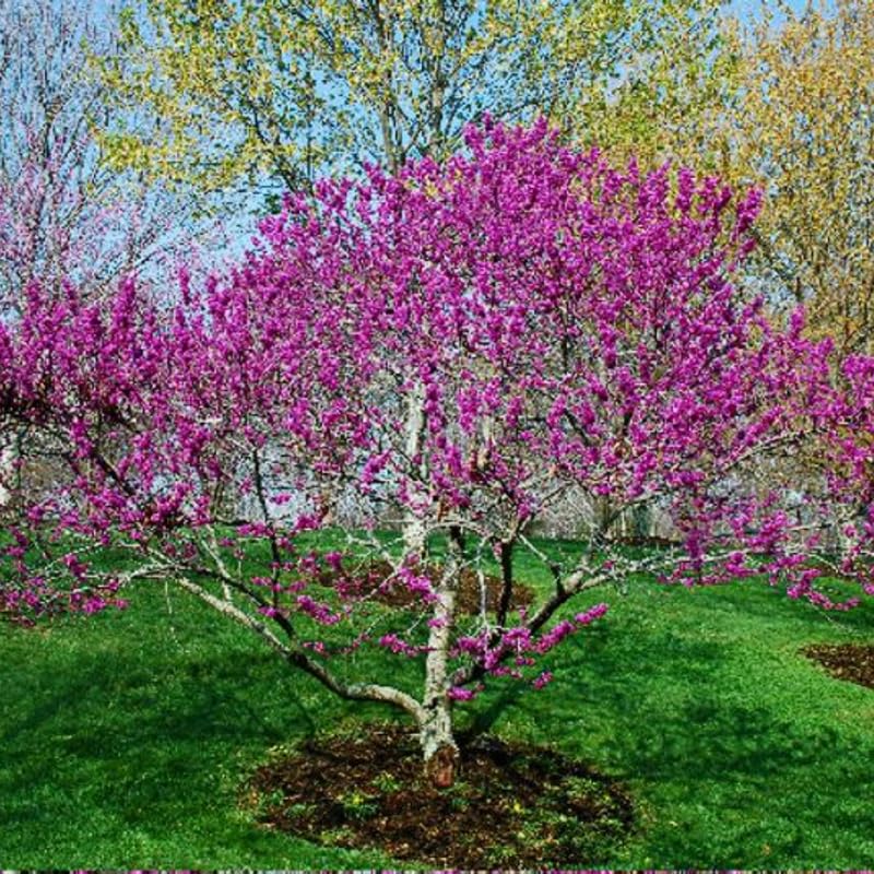 Eastern Redbud Trees Plant Live, Dormant 6 to 12 Inc Tall, American Red Bud Trees Live Plants Bare Roots for Planting Outdoor