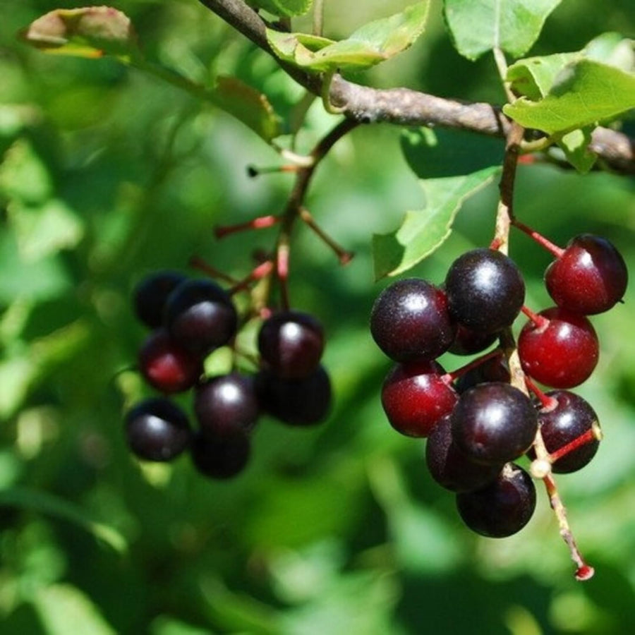 Set 2 Black Cherry Trees Live Plants, Sweet Cherry Plant Live Fruit Tree, 1-2 Feet Tall, Cherry Tree Plant for Planting, Bareroots