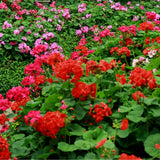 4 Red Geranium Plants Live, 4 to 6 Inches Tall, Geranium Live Plants for Garden