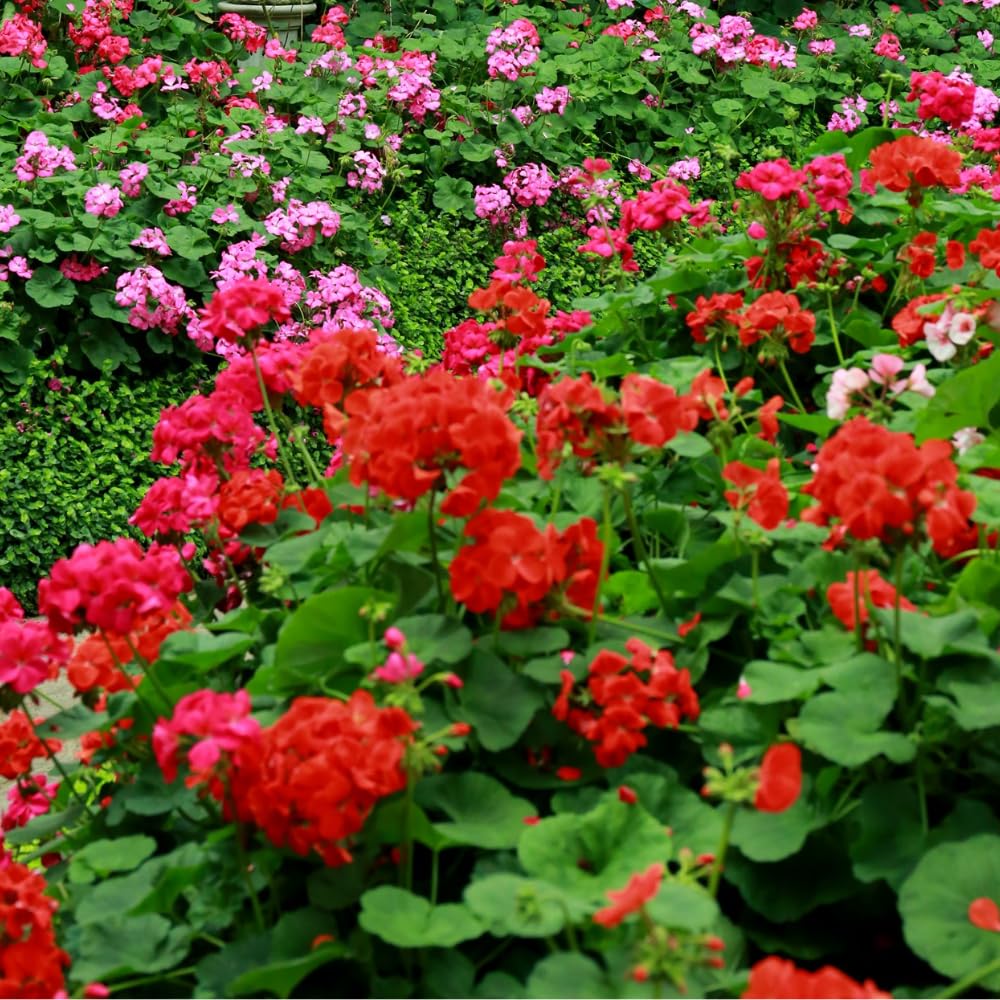 4 Red Geranium Plants Live, 4 to 6 Inches Tall, Geranium Live Plants for Garden