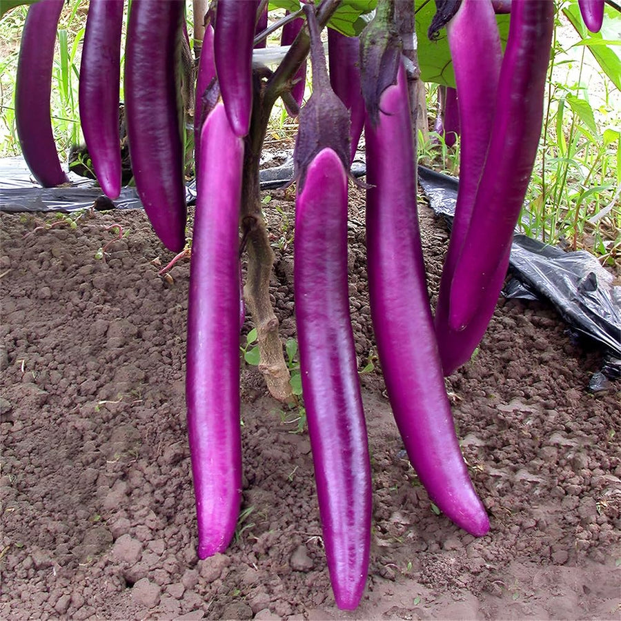 Purple Eggplant Plant for Planting, 4-7" Tall in 4 Inches Pot, Eggplant Vegetable Plants, Eggplants Seedling for Garden Growing