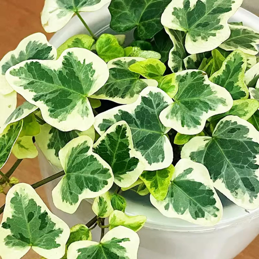 Trailing English Ivy Live Plant, Hardy Ivy Plants in 4" Pot, Climbing Plants Outdoor Garden, Easy Care House Plant (Variegated White Green)