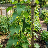 2PPP Luffa Plants Live Plants, Luffa Vegetable Plant 4-8" Tall in 4" Pot, Loofah Plant, Fast Growing Vine Plant, Edible Garden for Growing