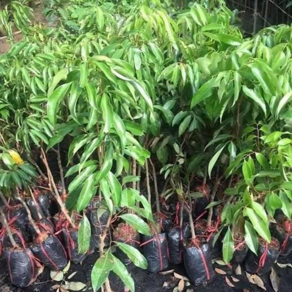 Lychee Tree Live Plant 10-12 Inch Tall, Sweet Lychee Plant Live, Tropical Litchi Fruit Tree, in Half Gallon Pot