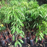 Sweet Lychee Tree Live Plant, in Half Gallon Pot, 10-12 Inc Tall, Lychee Plant Live, Tropical Litchi Fruit Tree