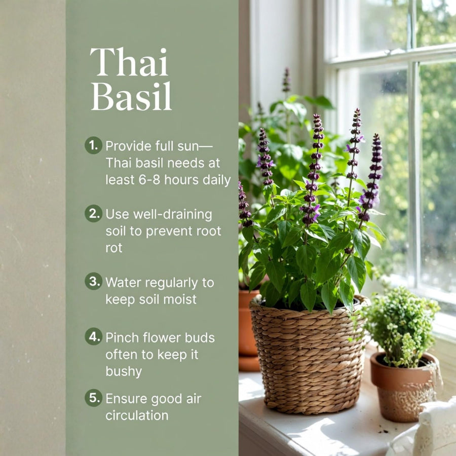 Basil Plant Live in 4 Inch Pot, Fast Growing Herb Plants, Fragrant Basil for Indoor Outdoor Growing, Starter Plants 4-7 Inches