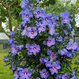 Purple Rose of Sharon Plant in Quart Pot, Hardy Hibiscus Flowering Shrub, Vibrant Outdoor Althea Plants, Fast-Growing Perennial
