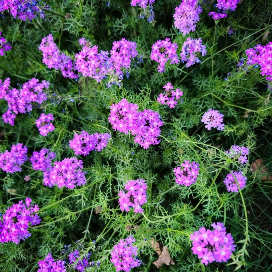 3750 Moss Verbena Seeds, Purple Flower Seeds for Garden Planting