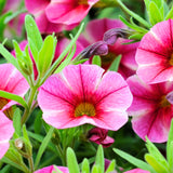 2 Petunia Live Plants, Variegated Pink Lemonade Petunia Flowers, Live Petunias Plants Outdoor Indoor, 5-9 Inch Tall