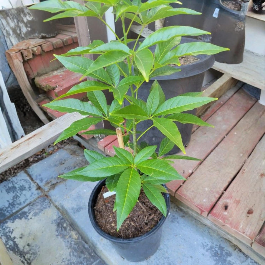 White Sapote Tree Live Plant in 1 Gallon Pot, 1.5-2 Ft Tall for Outdoor Growing, White Sapote Fruit Tree Plants