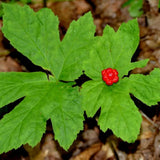 Set of 5 Goldenseal Roots Live Plants, Bare Root Golden Seal for Outdoor Growing