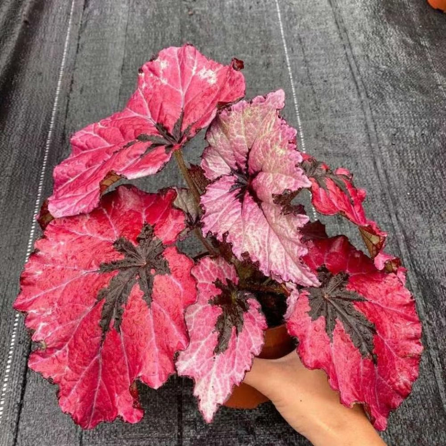 3 Red Begonia Plants, Red Leaves Begonia for Planting Indoor Outdoor 4 Inch Tall