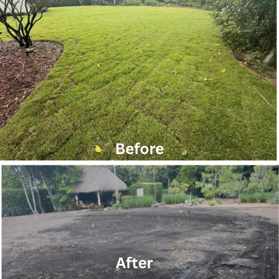 10000 Emerald Zoysia Grass Seed for Garden, Zoysia Grass Seeds, Ideal for Yard, Backyard Landscaping