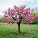 Eastern Redbud Live Plant in Quart Pot, Pink Purple Flowering Tree, Ornamental Redbud Tree for Outdoor Garden