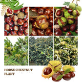 Live Horse Chestnut Tree Plant 3-5 Inch Tall, Chestnut Plant 4" Pot, Hardy Ornamental Plants for Yard