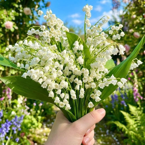 10 Lily of the Valley Roots for Planting in Summer, Hardy Perennial Flower Bulbs, Reblooming Spring Flowers for Gardens, Borders, and Outdoor Landscaping