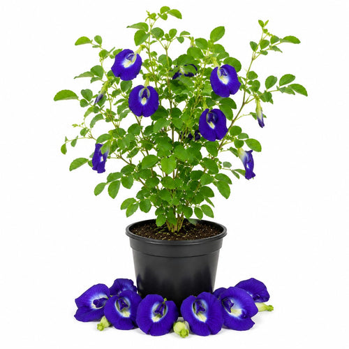 Blue Butterfly Pea Plant Live, Perennial Butterfly Pea 5-7 Inch Tall in 4 Inch Pot, Outdoor Garden Growing