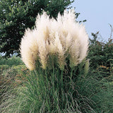 3 Pampas Grass Plants Live for Planting, White Pampas Grass Live Plant Ornamental Garden Indoor Outdoor